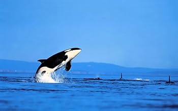 Amazon.co.jp: 絵画風 壁紙ポスター （はがせるシール式